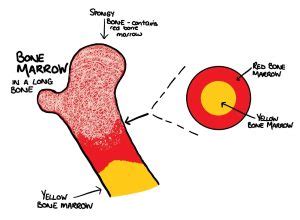 yellow bone and red bone|I dont understand the difference between high yellow,。